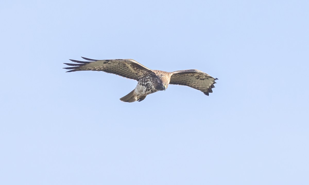 Red-tailed Hawk - ML515843141