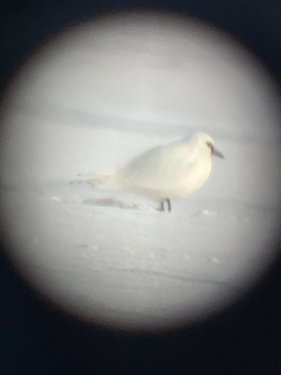 Ivory Gull - Philip Taylor