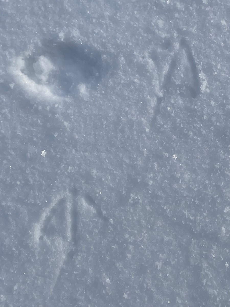 Ivory Gull - ML515843231