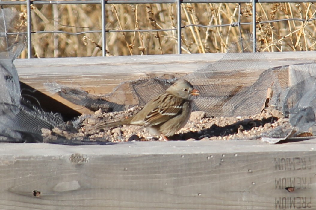 White-crowned x Harris's Sparrow (hybrid) - ML515843321