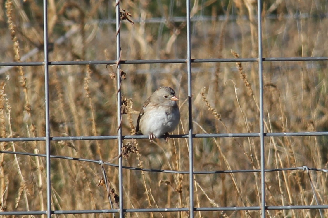White-crowned x Harris's Sparrow (hybrid) - ML515843331