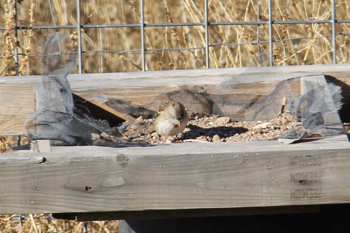 White-crowned x Harris's Sparrow (hybrid) - ML515843341