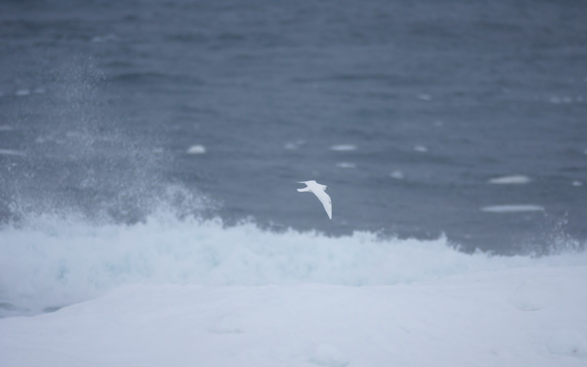 Ivory Gull - Brandon Holden