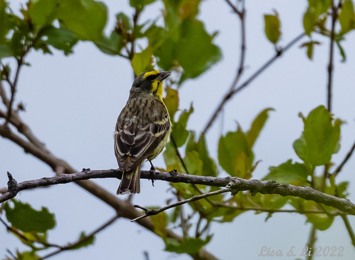 Yellow-fronted Canary - Lisa & Li Li