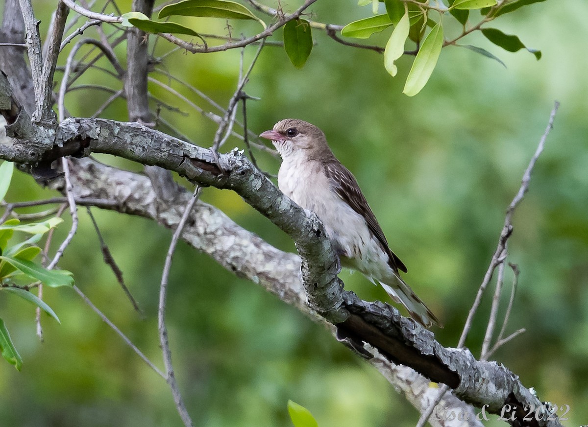 Greater Honeyguide - ML515844111