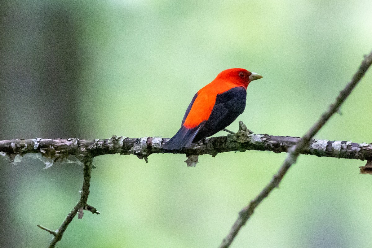 Scarlet Tanager - ML515844141