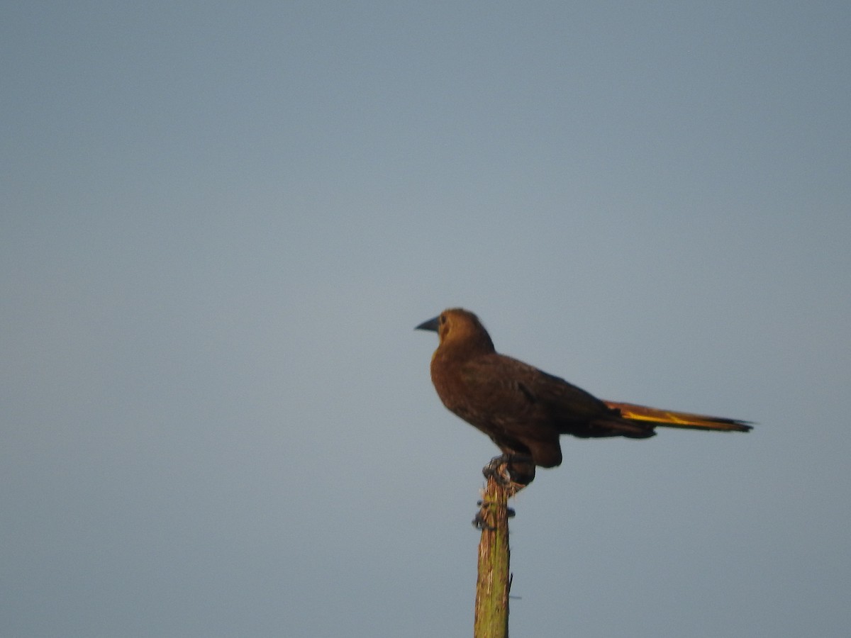 Russet-backed Oropendola - ML515845301