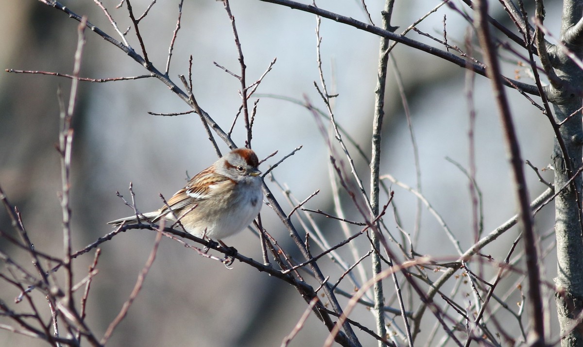 American Tree Sparrow - ML51584561