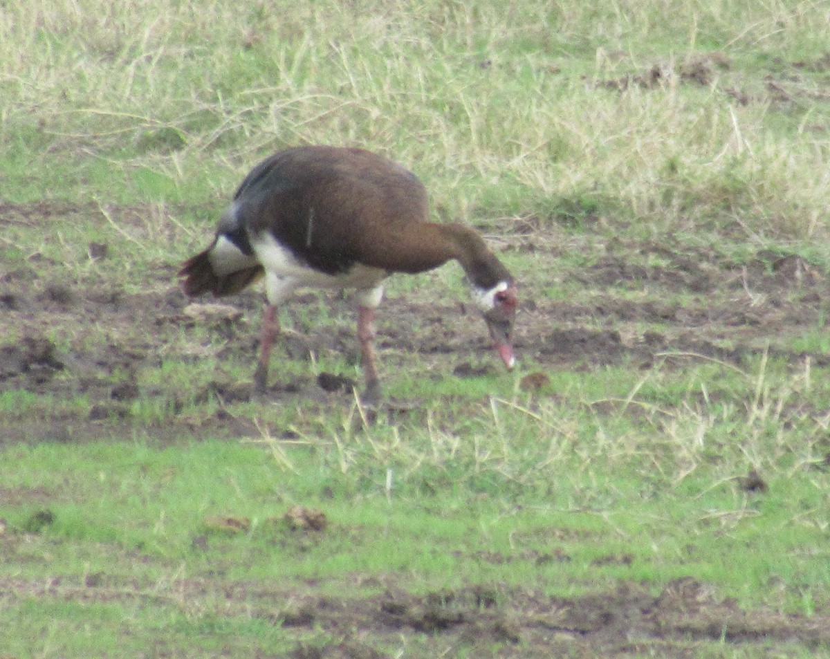 Spur-winged Goose - ML515846081