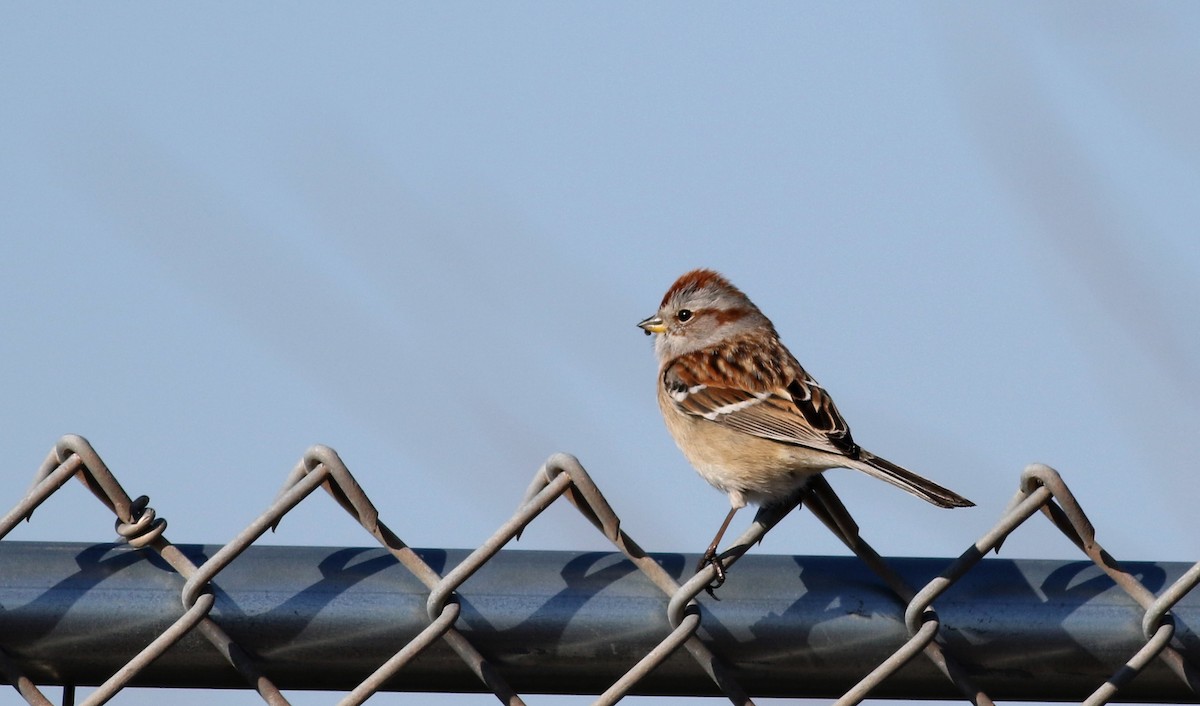 American Tree Sparrow - ML51584751