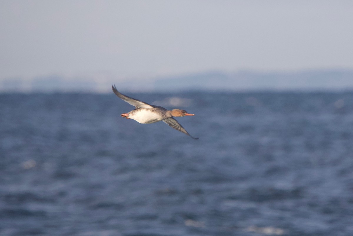 Red-breasted Merganser - ML515849131