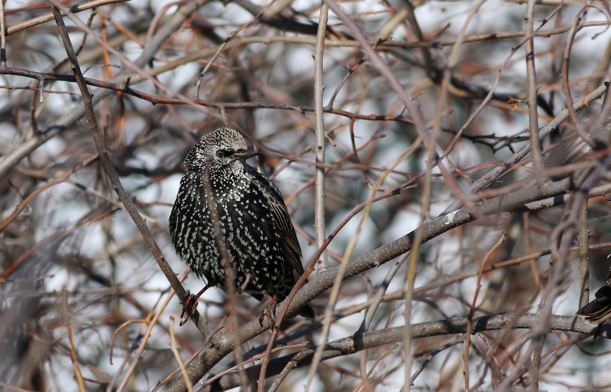 Хар тодол - ML51585031