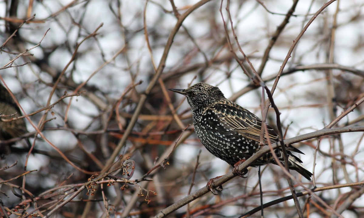 Хар тодол - ML51585091