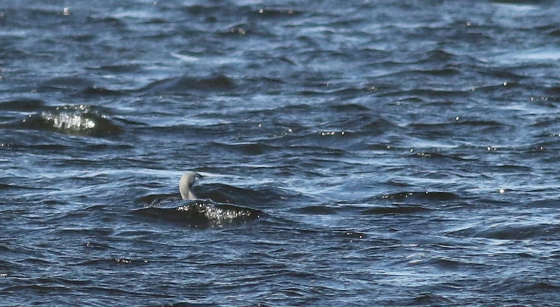 Red-throated Loon - ML51585101