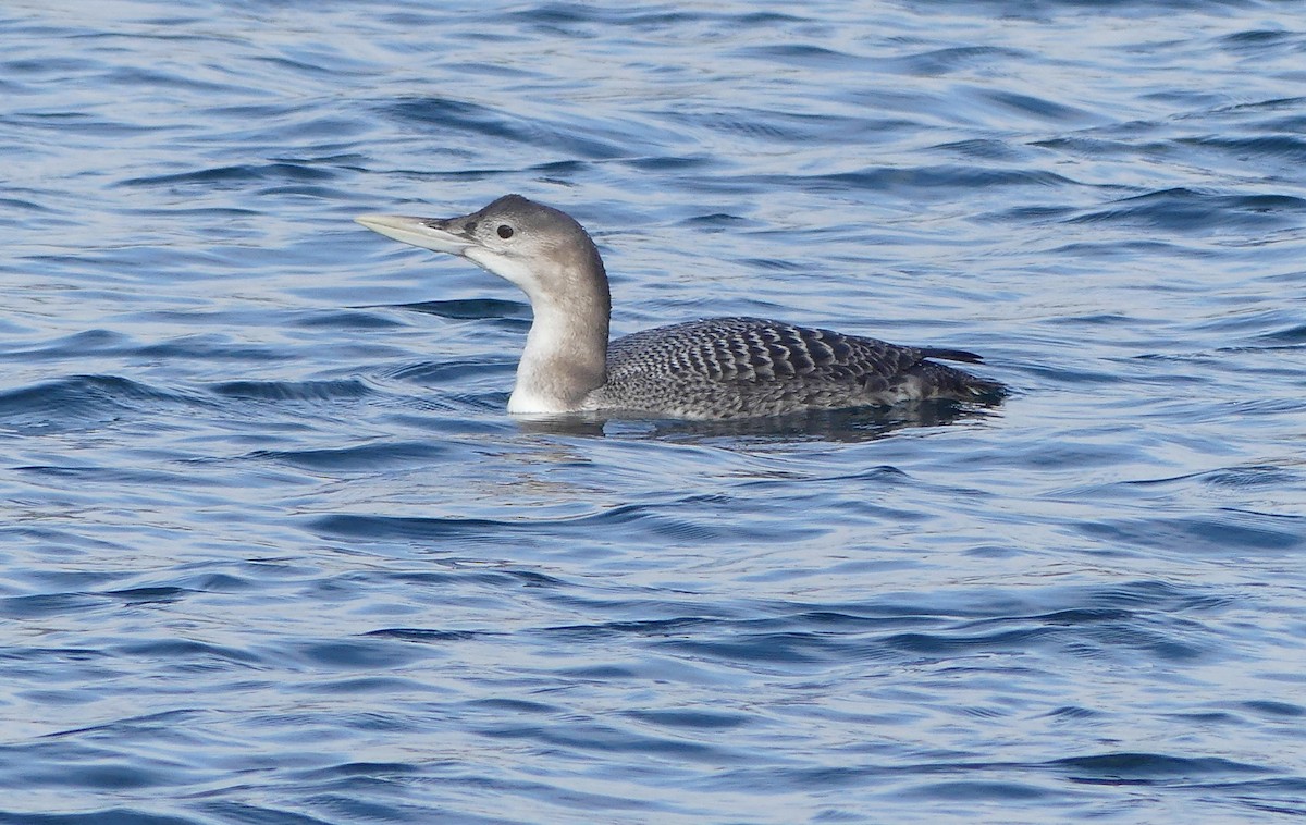 Yellow-billed Loon - ML515851091