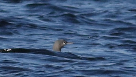 Red-throated Loon - ML51585111