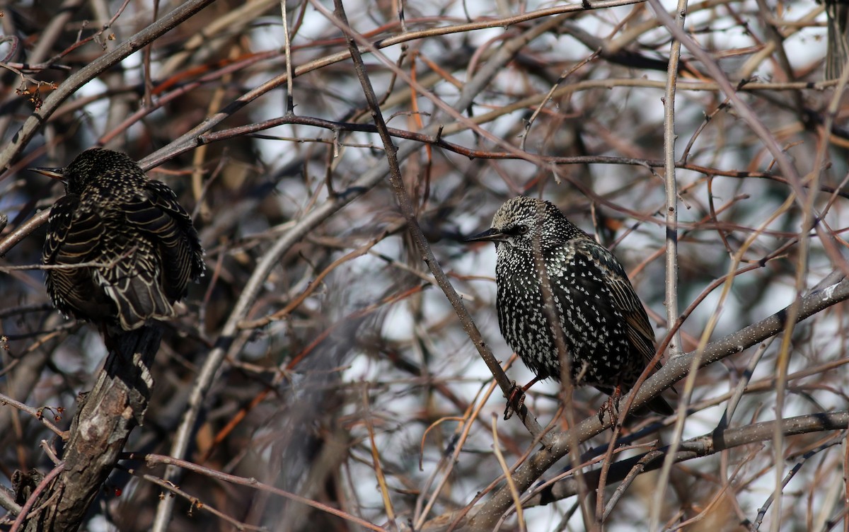 Хар тодол - ML51585131