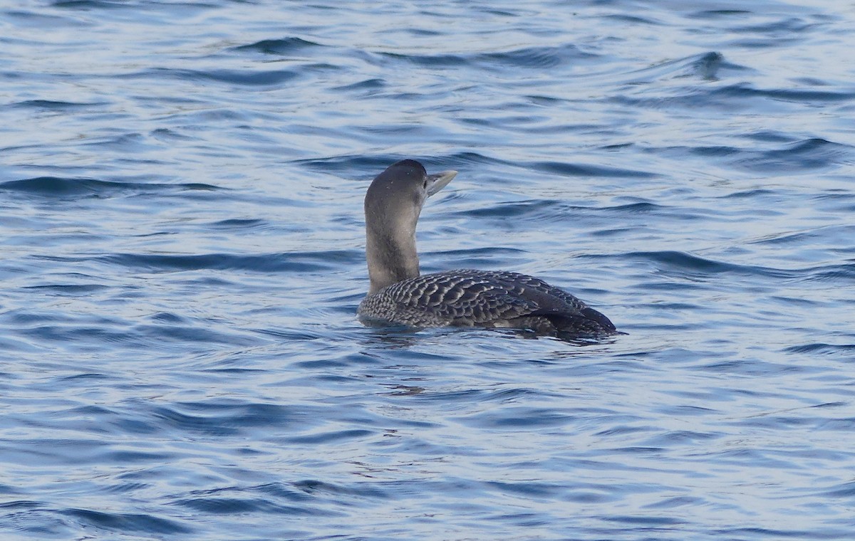 Yellow-billed Loon - ML515851331