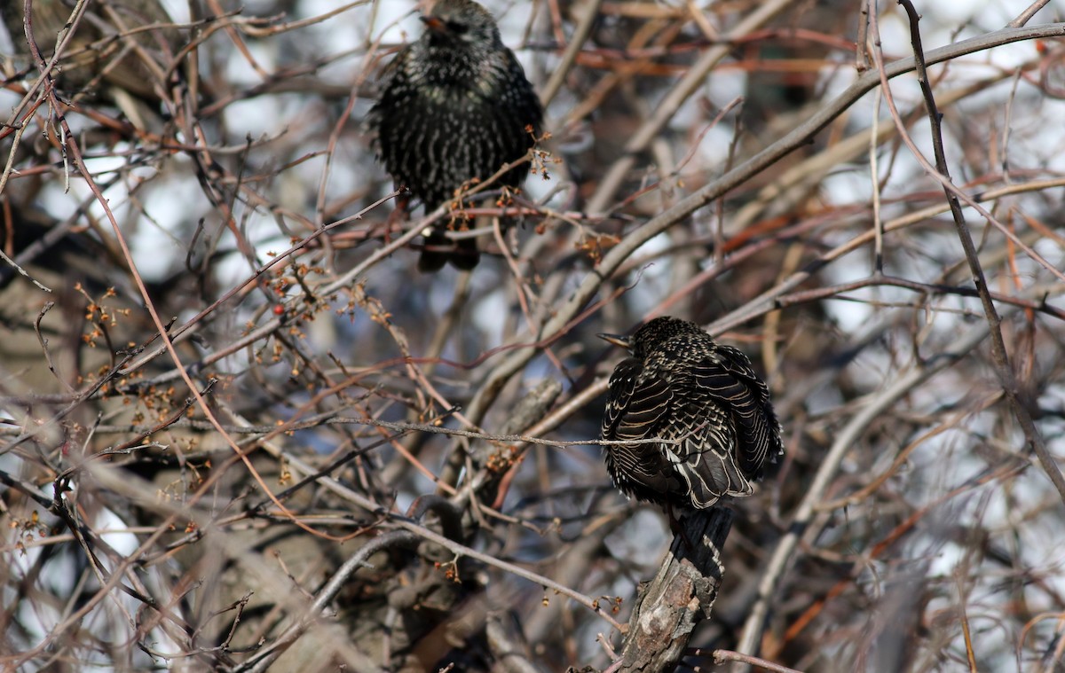 Хар тодол - ML51585171