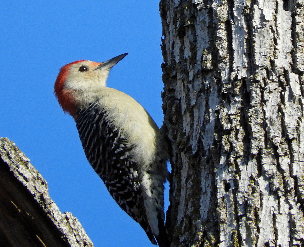 Red-bellied Woodpecker - Kristin and John Anderson-Bricker