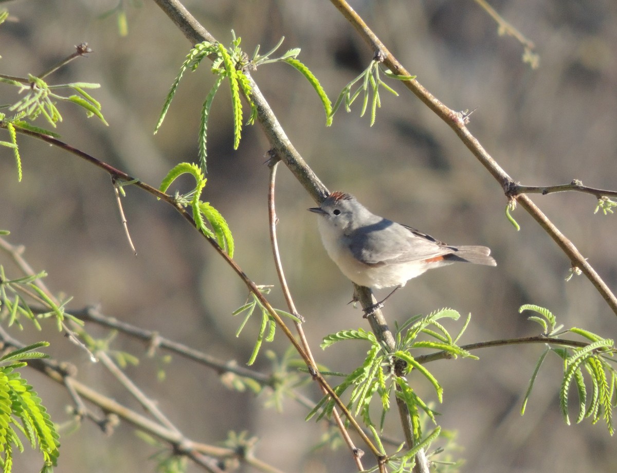 Lucy's Warbler - ML51585381