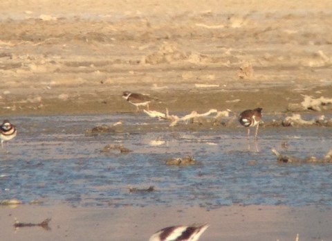 Semipalmated Plover - ML515854491