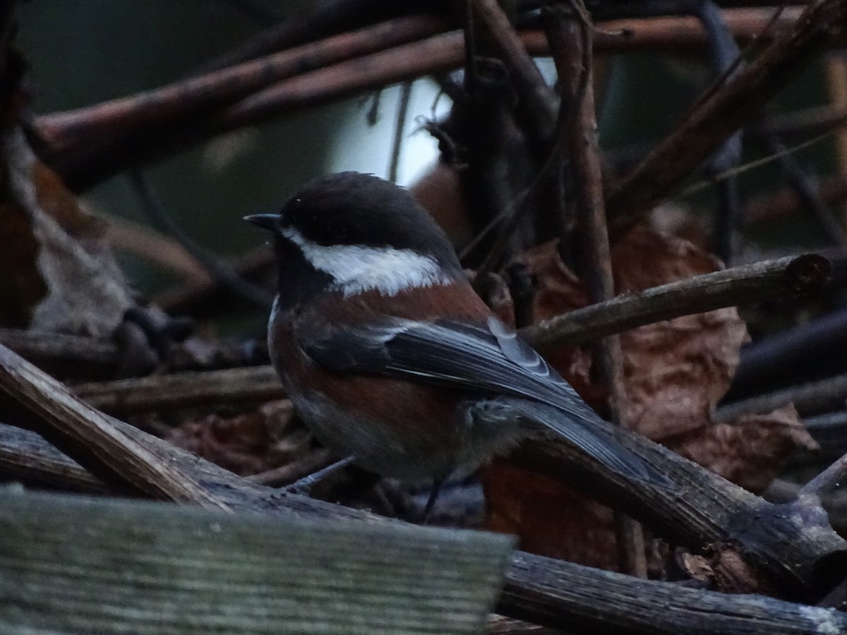 Chestnut-backed Chickadee - Cathi Bower