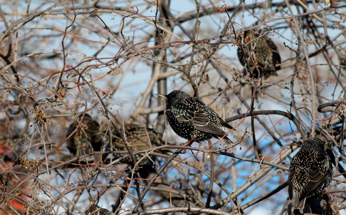 Хар тодол - ML51585511