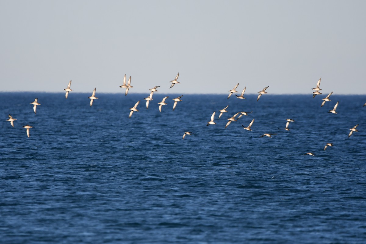 Balearic Shearwater - ML515855361