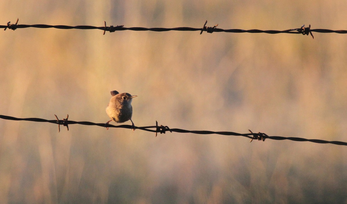 Marsh Wren - Kendall Watkins