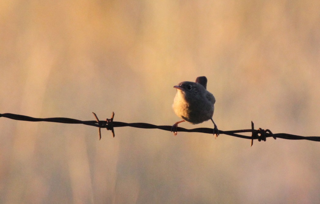 Marsh Wren - ML515856131