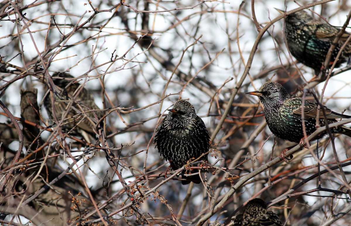 Хар тодол - ML51585621