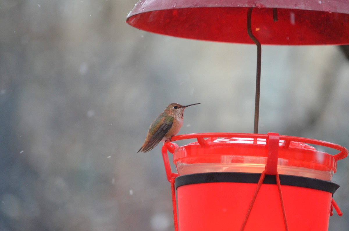 Rufous Hummingbird - ML515856451