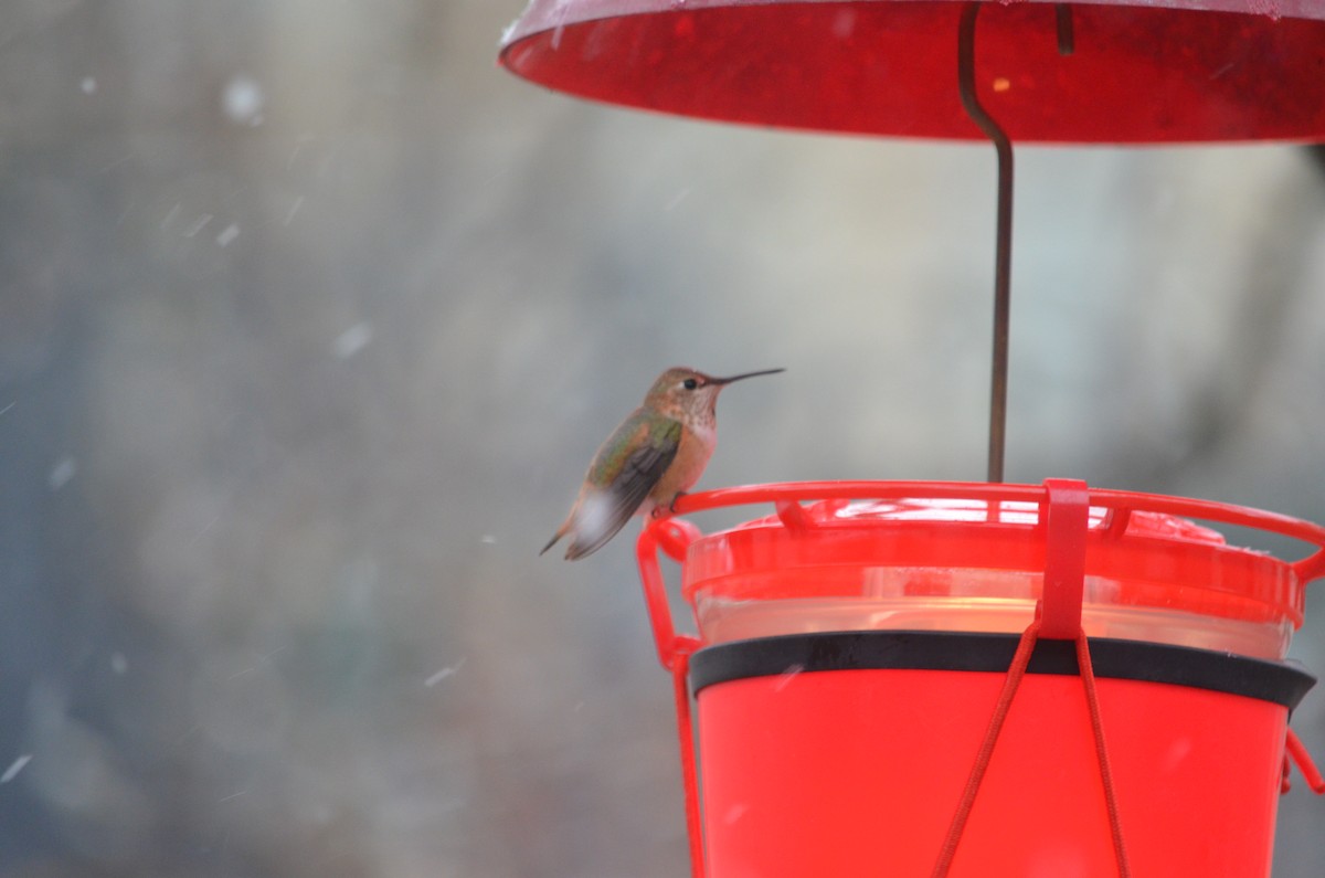 Rufous Hummingbird - ML515856471