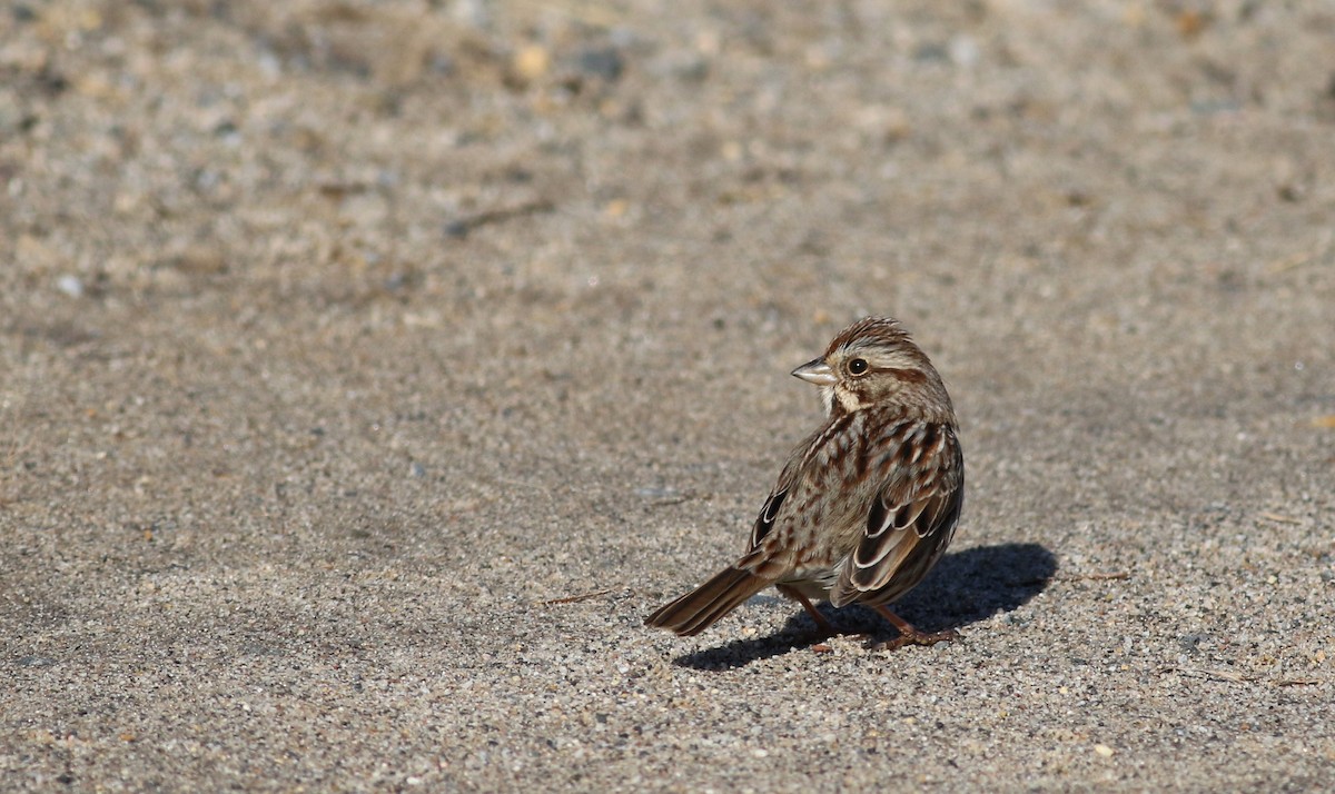 Song Sparrow (melodia/atlantica) - ML51585651