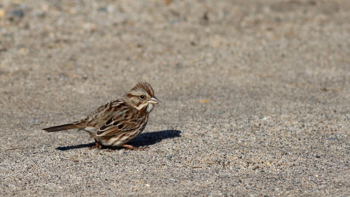 Song Sparrow (melodia/atlantica) - ML51585661