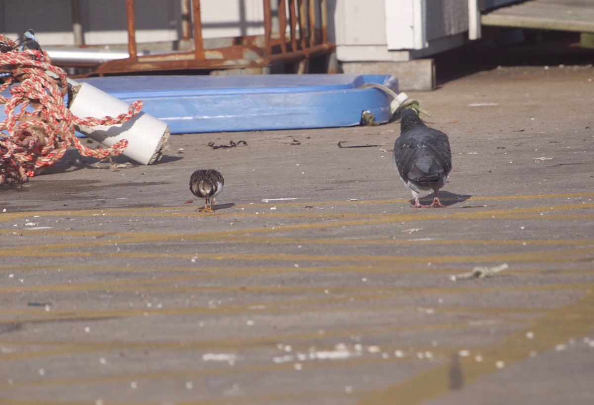 Ruddy Turnstone - ML515856931