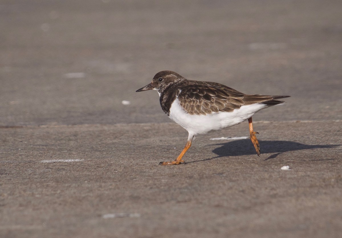 Ruddy Turnstone - ML515856941