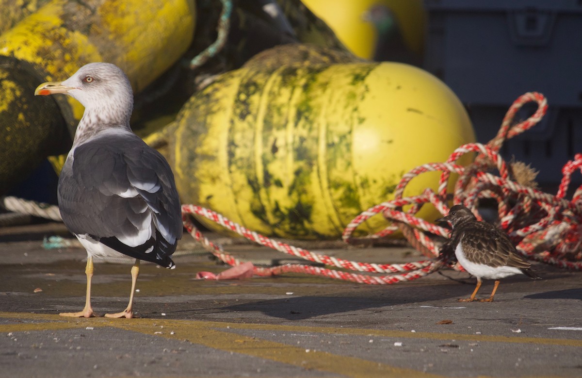 Ruddy Turnstone - ML515856951