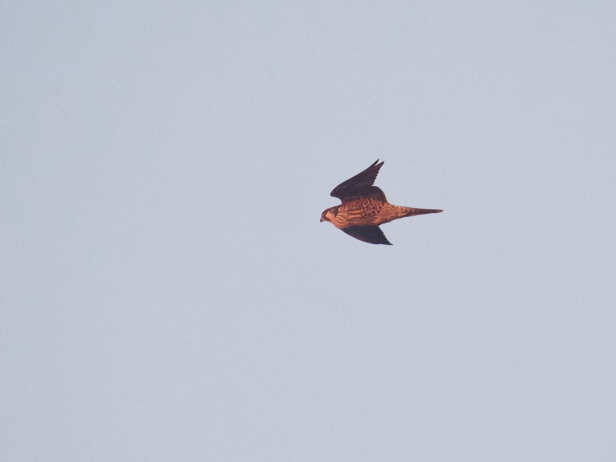 Peregrine Falcon - Gautam Apte