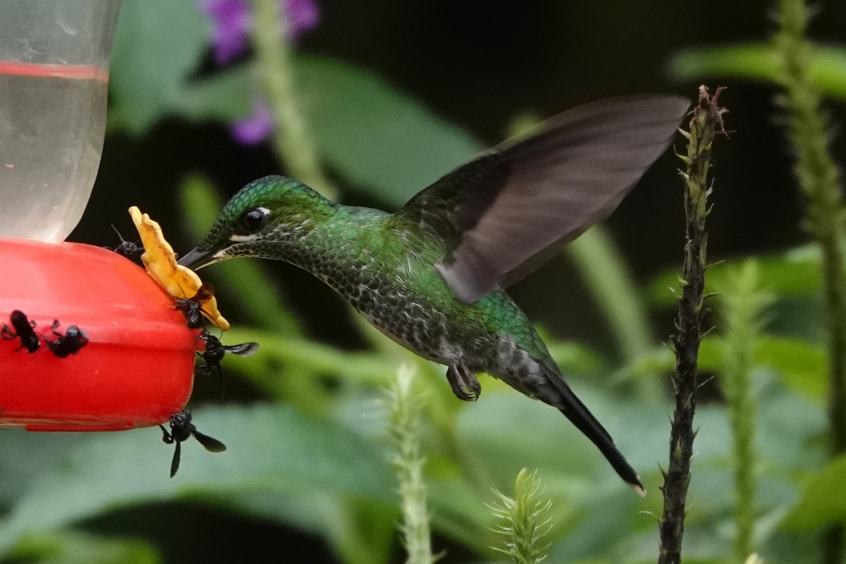 Green-crowned Brilliant - Jana Lagan