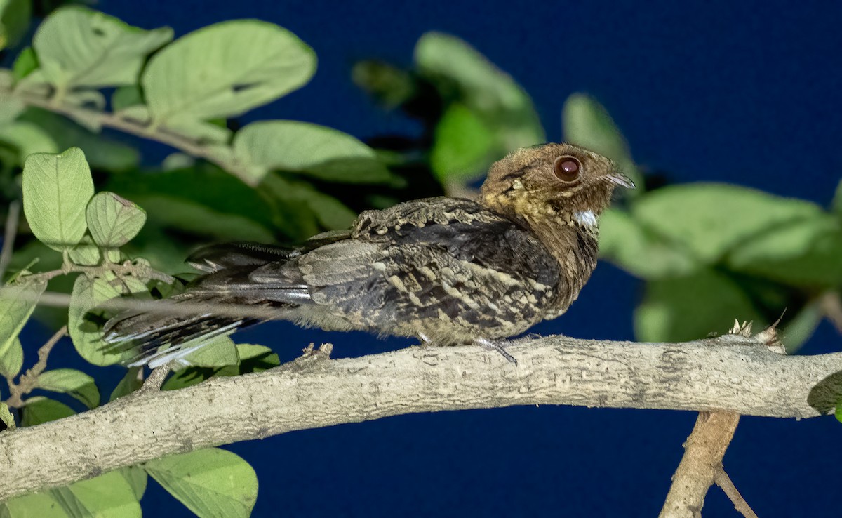 Fiery-necked Nightjar (Black-shouldered) - Lizabeth Southworth