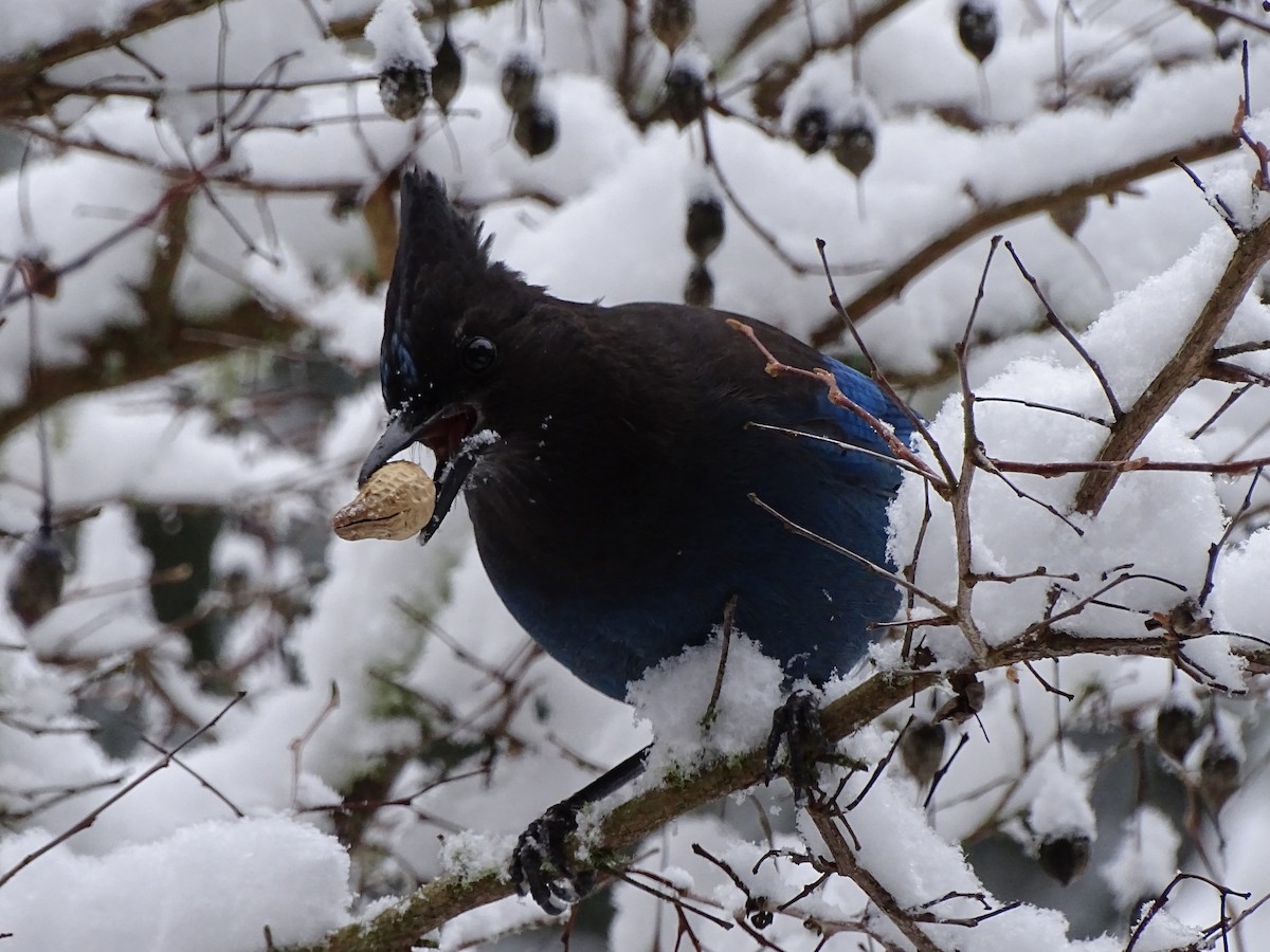 Steller's Jay - ML515858261