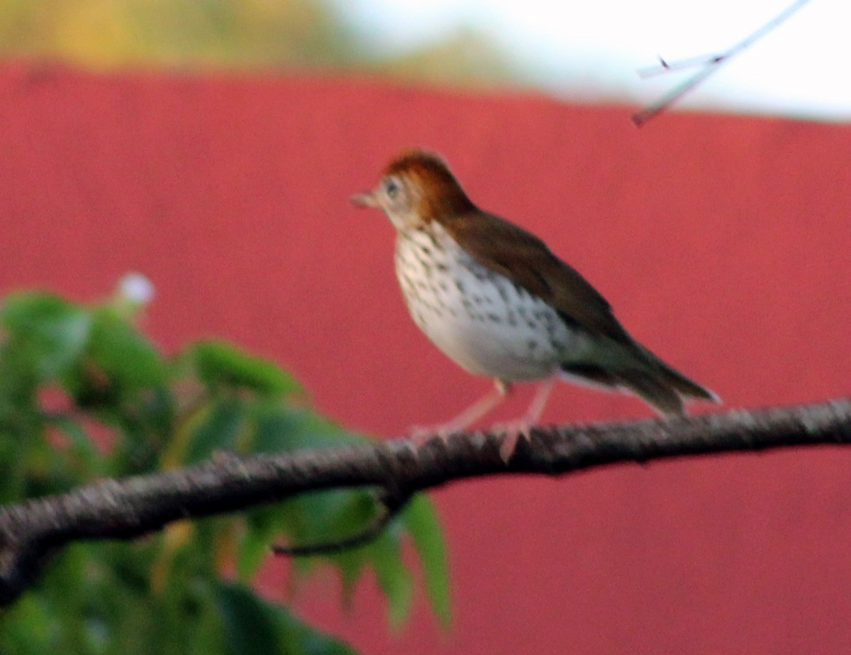 Wood Thrush - Adrian Romo Garcia