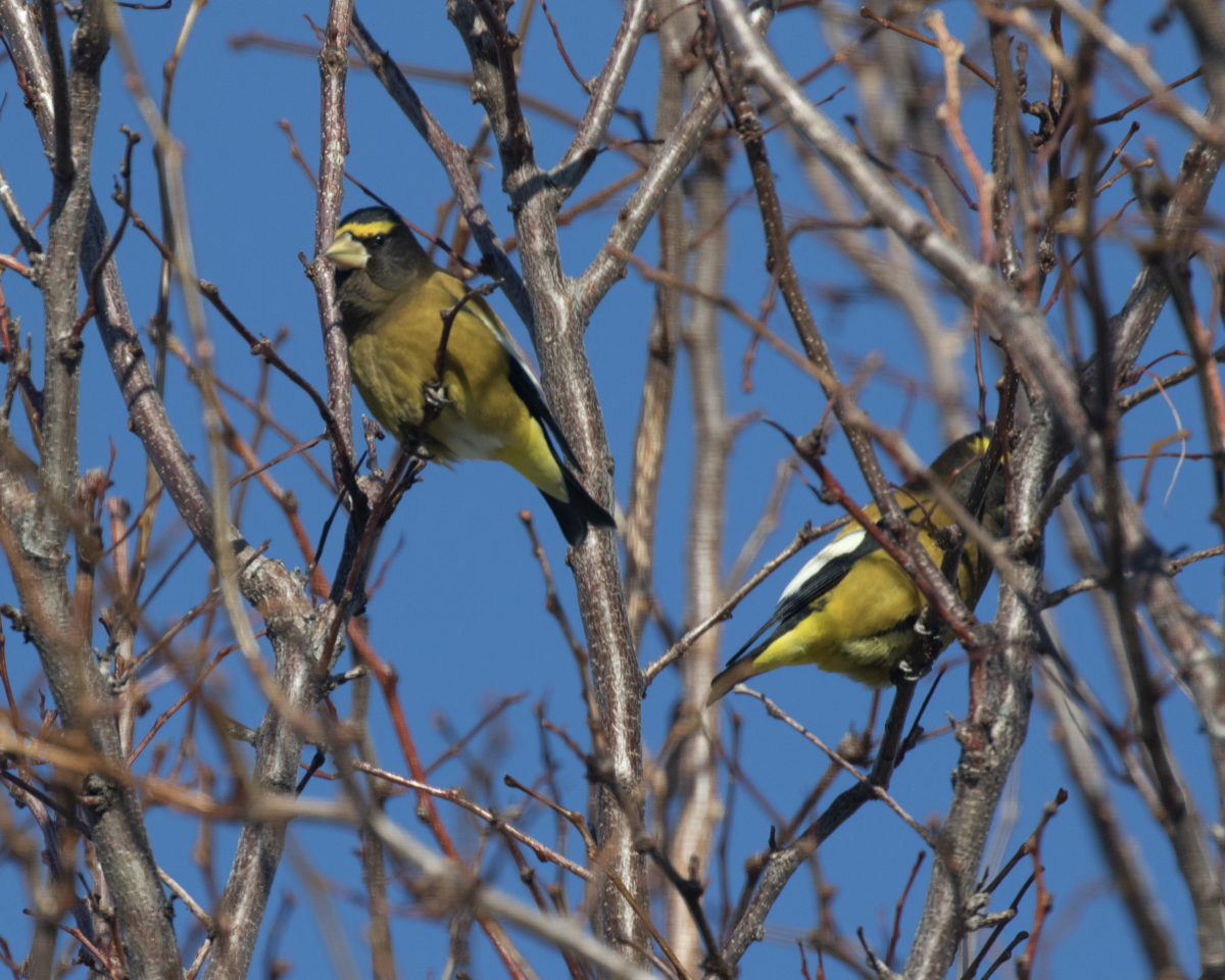 Evening Grosbeak - ML515859611