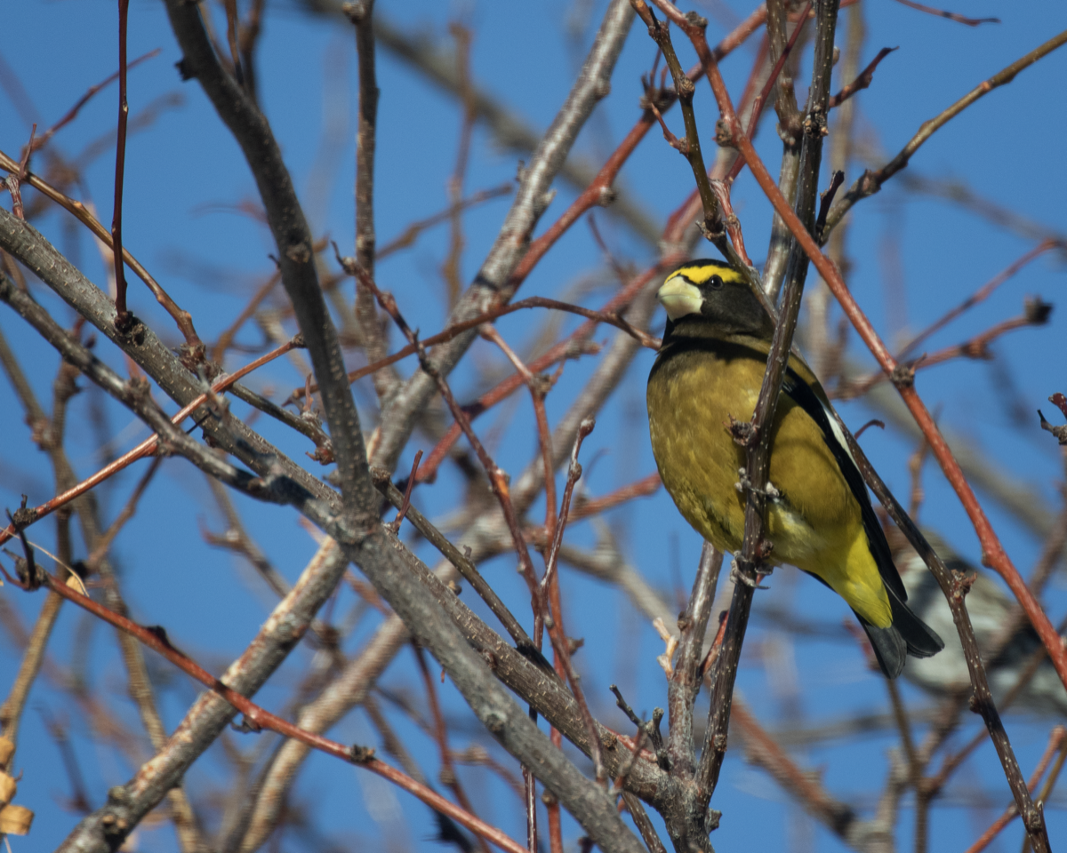 Evening Grosbeak - ML515859621