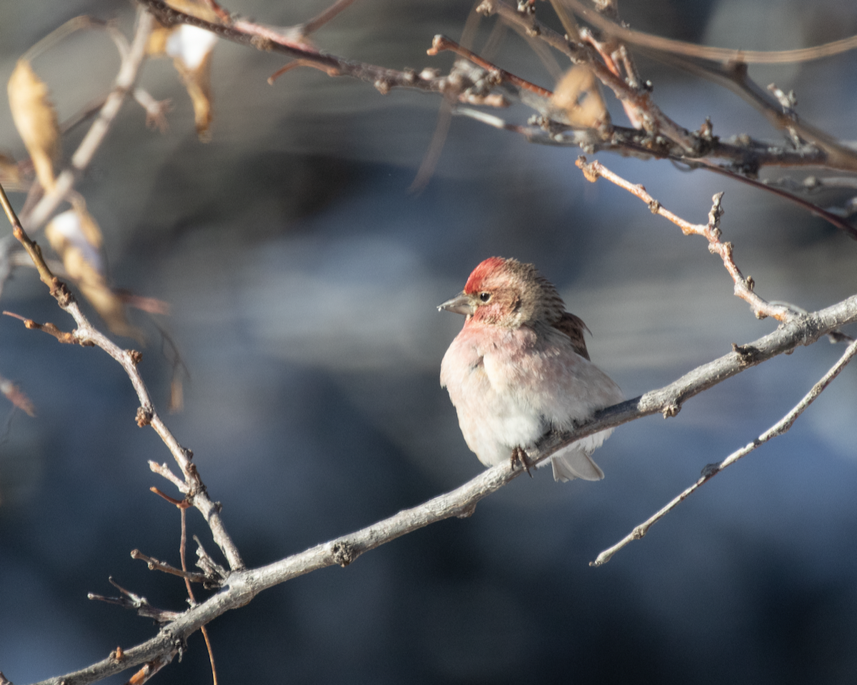 Cassin's Finch - ML515859671