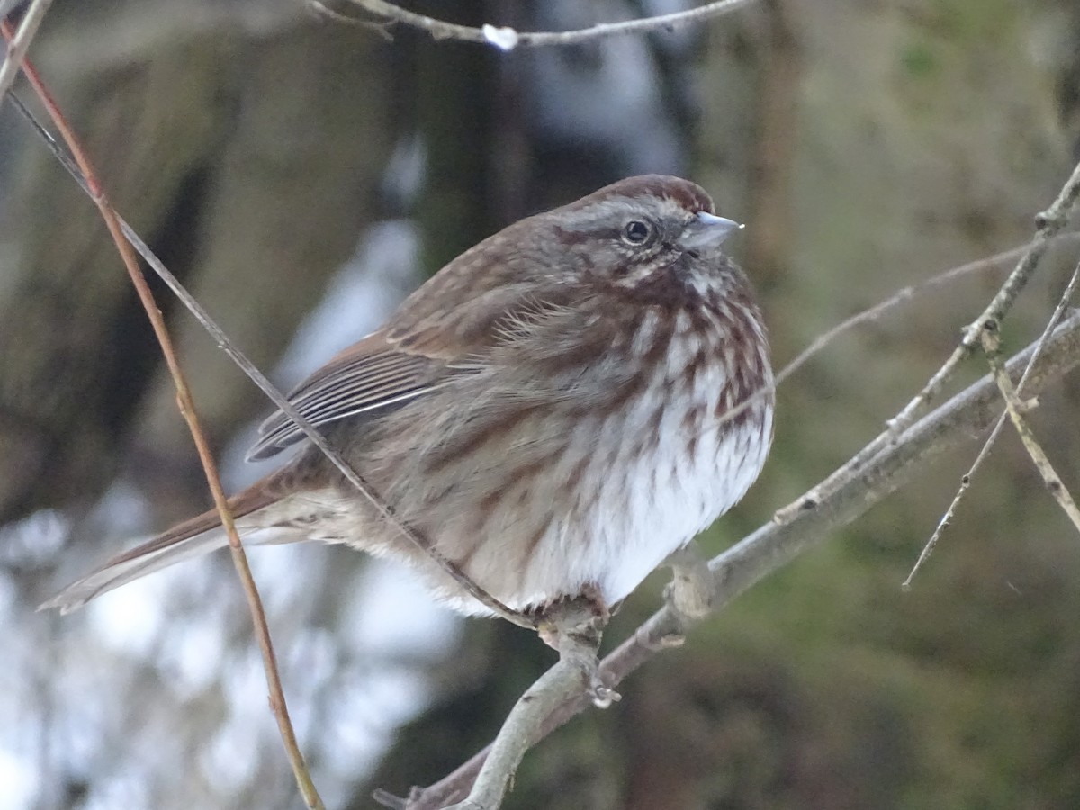 Song Sparrow - Cathi Bower