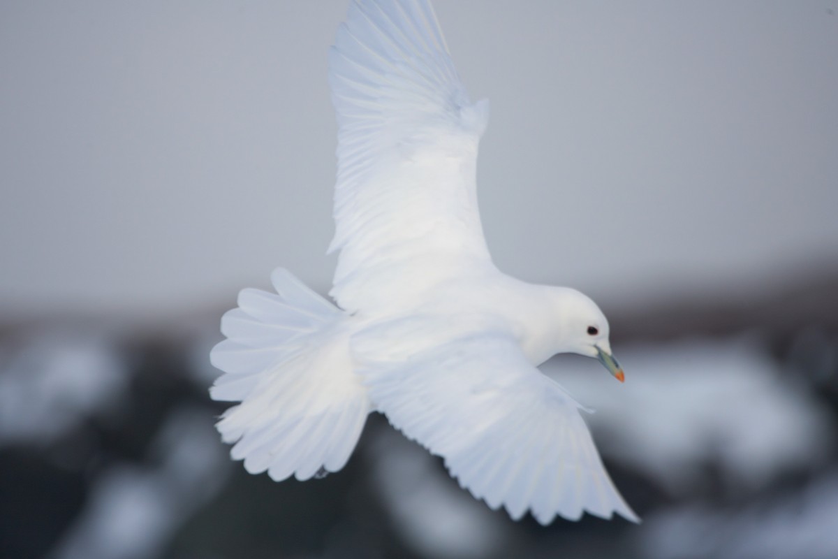 Белая чайка - ML515861401