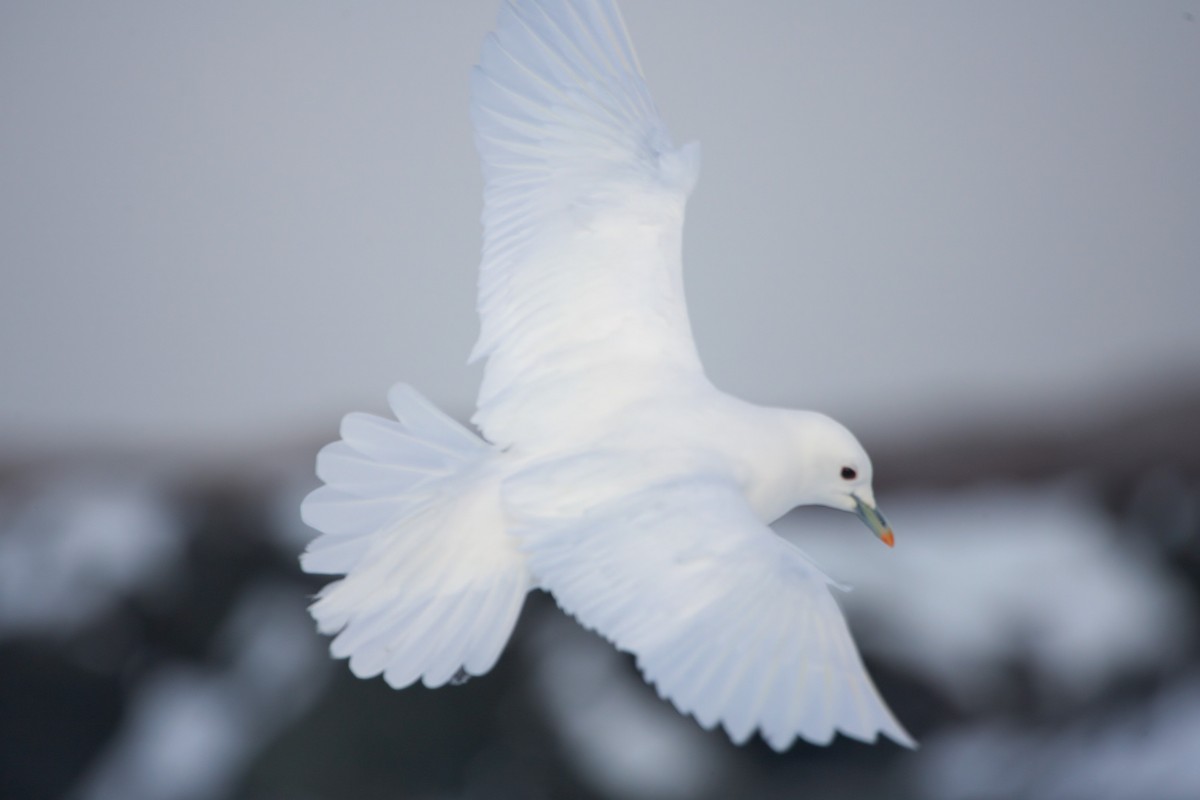 Ivory Gull - Brandon Holden